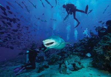 A large Lemon Shark gulps down a large tuna head in front of a crowd of divers, Fiji.