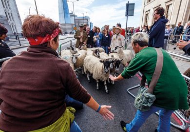 Sheep being herded on a London street Sheep being herded on a London street
