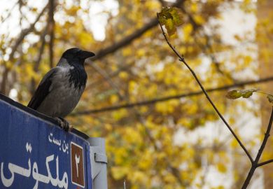A crow perched on a sign in Tehran, symbolising stolen authorship