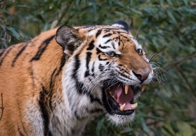 A tiger roaring A tiger roaring, symbolising resistance