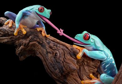 Tongue-tied blue frogs on tree branch