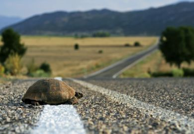 A tortoise starts to cross a road A tortoise starts to cross a road