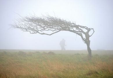 tree-in-fog tree-in-fog