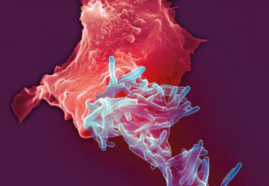 Tuberculosis bacilli