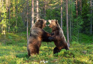 Two bears fighting