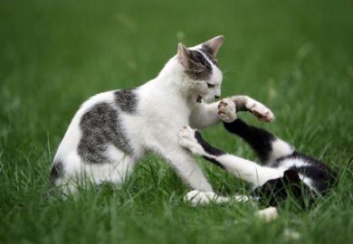 Two cats playing on the lawn
