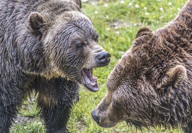 Grizzly bears Grizzly bears