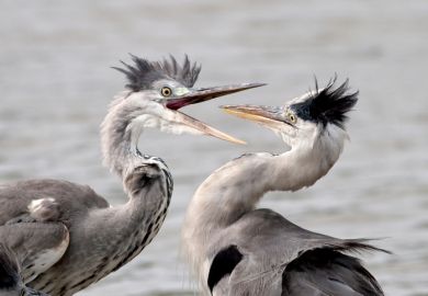 Two herons fighting