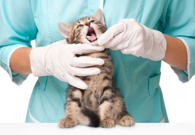 Why study to be a vet? Vet, veterinary science