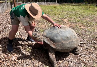 Volunteer Zoo Keeper petting an old female Galapagos tortoise Volunteer zoo Keeper petting an old female Galapagos tortoise