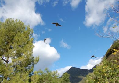 Vultures in California