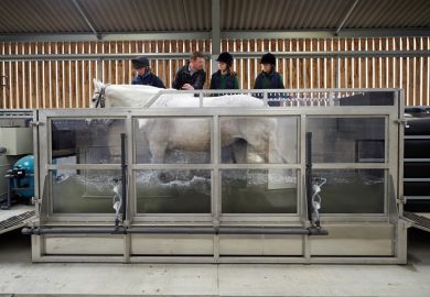 horse, water treadmill, 