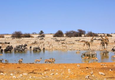 watering hole  watering hole