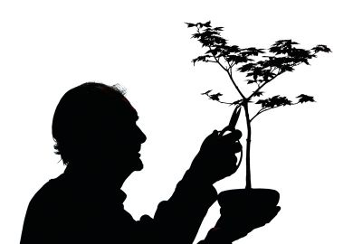 A man prunes bonsai during the Gardening Scotland show to illustrate ‘Managed market’ redux?
