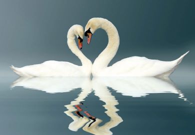 Two Swans on a misty lake forming a heart shape with a reflection in the water to illustrate Should universities ban staff-student relationships?