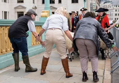 Volunteers are seen helping with herding while driving the sheep across Southwark Bridge to illustrate Labour government ‘would have to consider student number caps’