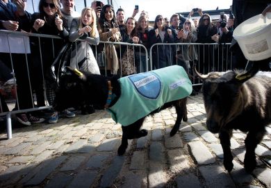 The racing goats "Cambridge" and "Oxford" running down the track at the race.with crowds cheering them on to illustrate Free speech campaigners back Ahmed over Hillman for director job