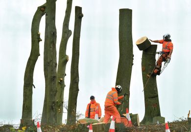 People  tree felling to illustrate Student visa crackdown ‘would harm whole sector’ People  tree felling
