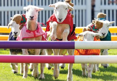 sheep jumping over hurdles as metaphor for US universities push for fewer hurdles on gene editing livestock
