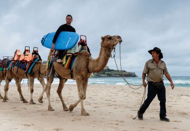 Person hitching a camel  ride to the surf at Bondi Beach Person hitching a camel  ride to the surf at Bondi Beach to illustrate New Zealand and Australia face bumpy road to  open up research