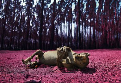 A dead koala is seen amongst  Blue Gum trees  A dead koala is seen amongst  Blue Gum trees to illustrate  All universities need comprehensive 30-year climate action plans