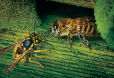  Honey bee defending the hive against wasp attack to illustrate Universities are not immune to the toxin of stupidity