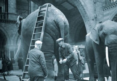 Elephants on display at the National History Museum Elephants on display at the National History Museum to illustrate Lifelong loans: traditional degrees ‘elephant in the room’ in debate