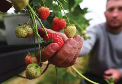 Person picking ripe strawberry Person picking ripe strawberry as a metaphor for UK spending pledge may change minds over Horizon Europe exit