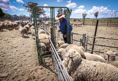 A sheep farmer herds sheep into a catching pen for shearing at a farm near Gunnedah, New South Wales, Australia to illustrate Home and away, visa squeeze bites