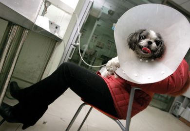 Aa sick Shih Tzu dog at an animal hospital in Beijing to illustrate Norway bids to attract men to female-dominated university courses