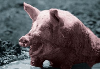 A pig enjoying a mud bath to illustrate What is the happiest academic career stage?