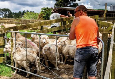 Sheep Are Moved Into A Sheep Pen to illustrate Stay out of judging courses, regulator tells politicians