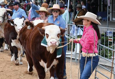 Cattle are held by wranglers and paraded down the main street  in Casino, Australia to illustrate Sparks fly over Australian bush study centres