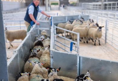 Farmer sorting sheep through an agricultural shed Farmer sorting sheep through an agricultural shed