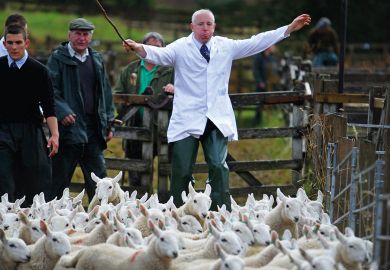 Lambs are herded between pens to illustrate Union members back push for student number controls
