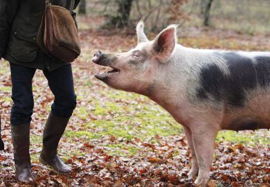 Pig with mouth open looking at persons bag.