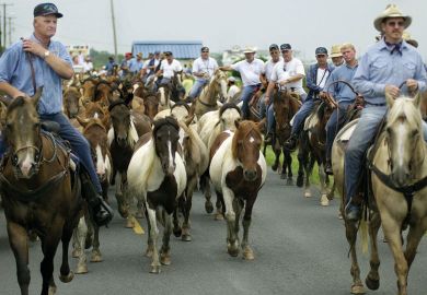 People herding wild ponies in Virginia People herding wild ponies in Virginia to illustrate Virginia aims to force hiring of conservative professors