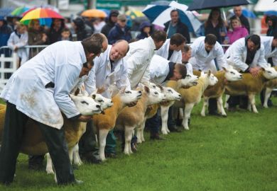Sheep are being judged in a show ring Sheep are being judged in a show ring