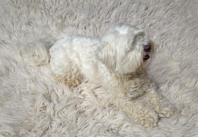 Dog_Rug_Blend_White.jpg
