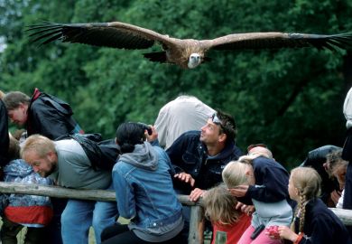 Vulture flying over visitors