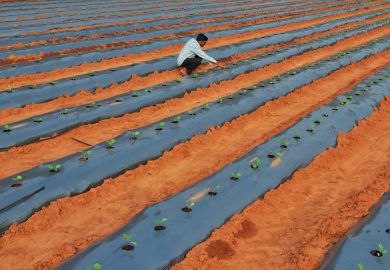 A farmer inspects saplings of eggplant growing in his field on the outskirts of Bangalore A farmer inspects saplings of eggplant growing in his field on the outskirts of Bangalore