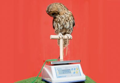 Weighing an owl