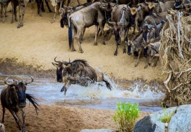 Wildebeest migration Wildebeest migration