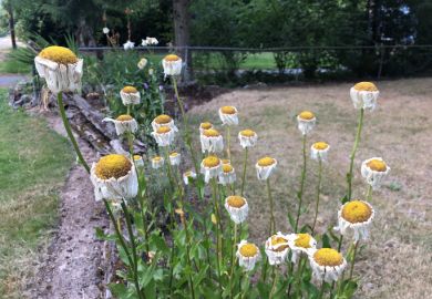 Wilting daisies