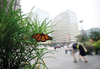 Monarch butterfly in city Monarch butterfly in city