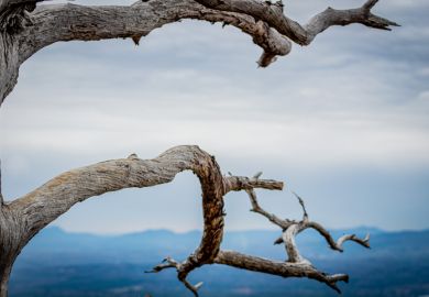 A withered tree branch symbolising a branch campus