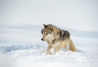Wolf in the snow