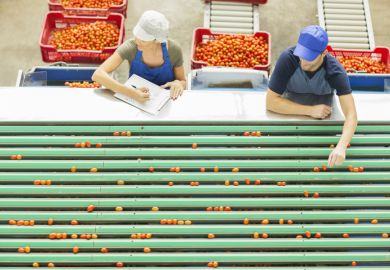 Workers examining tomatoes at conveyor belt in food processing plant