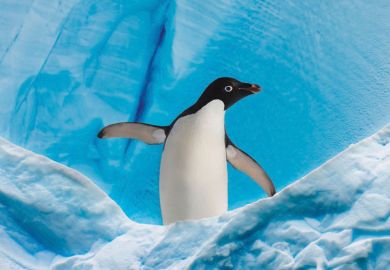 Young penguin with wings/flippers spread
