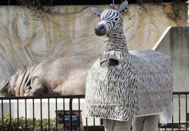 Zebra costume